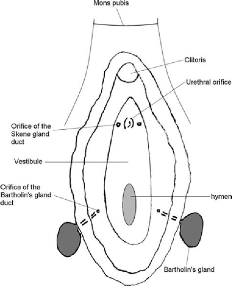 glândulas de bartholin e de skene|Skene’s Gland: Function, Location, Secretion & Conditions